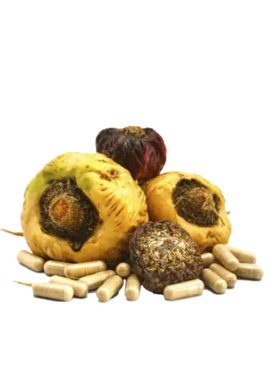 Benefits of Yellow Maca for Health