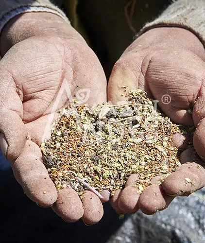 Sowing Sowing