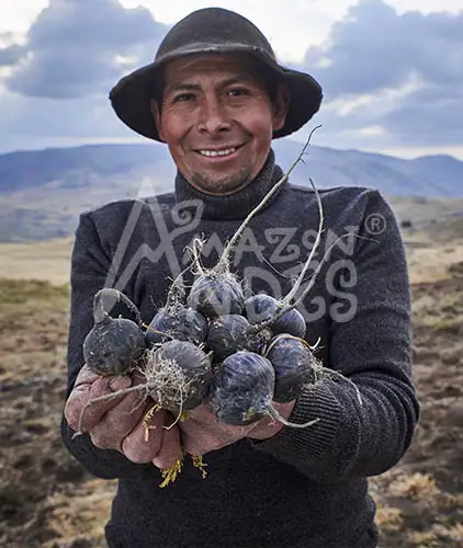Harvest Harvest
